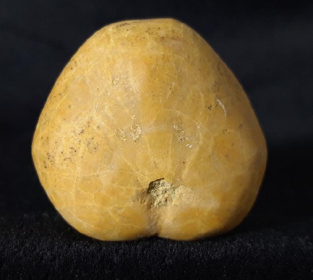 Plesiaster tranghayensis (LAMBERT 1936) - Bild &copy; FossNet FossilienStore